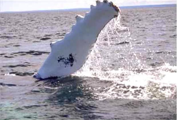 Fin Tailing Whale - Whale Watching Excursion