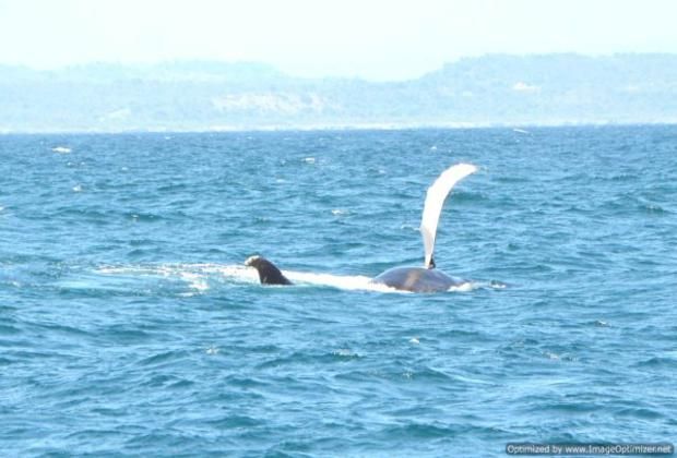 Whales pectoralis display