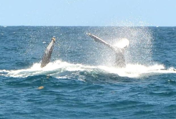 Humpback Whales - tail slapping