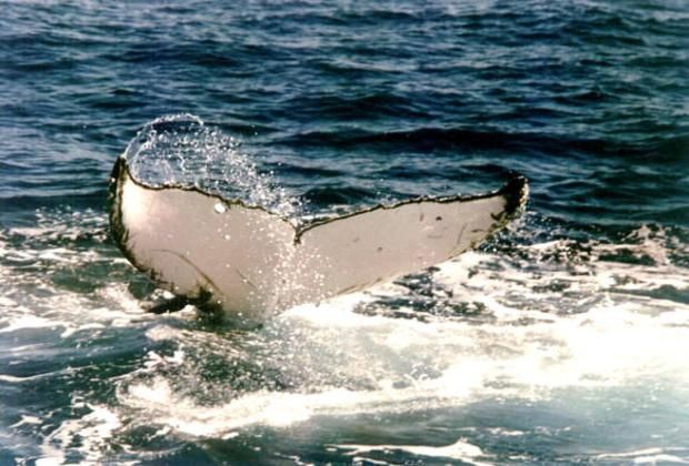 Humpback whales - identification by tails