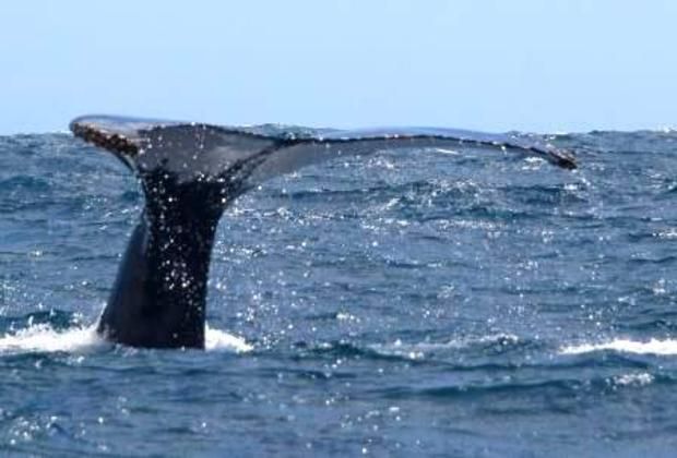 Humpback - lob tailing