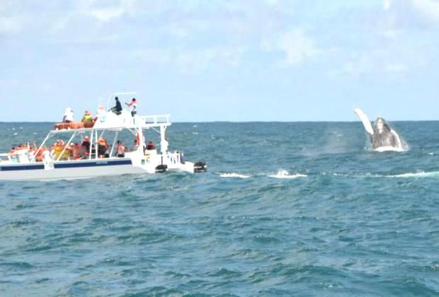 Whale encounter close range