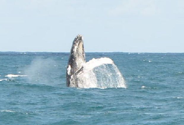 Whale jump close to the boat