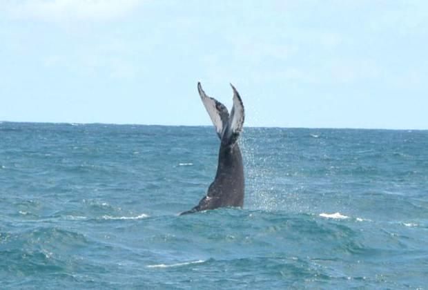 Whale encounter close range