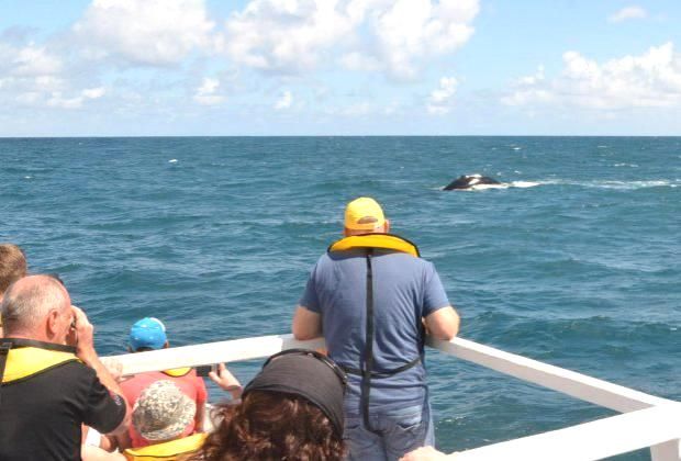 Expert guiding during whale watching