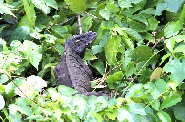Chavon River - the banks are grown with tropical jungle vegetation